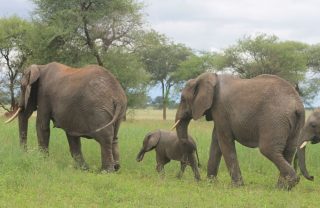 Elephants at ngorongoro