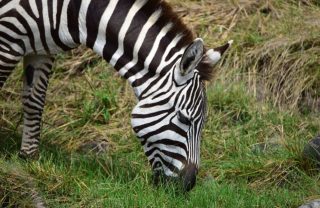 zebra at selous